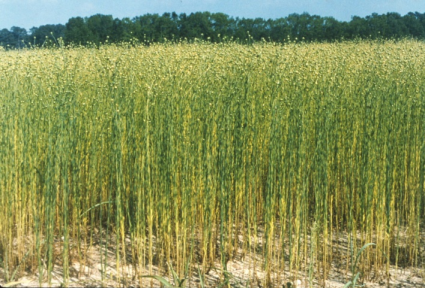 Flax in the field